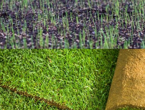 Газон рулонный или посевной?