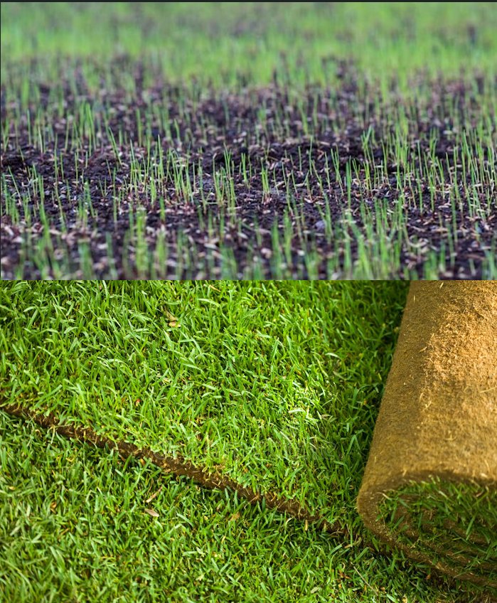 Газон рулонный или посевной?